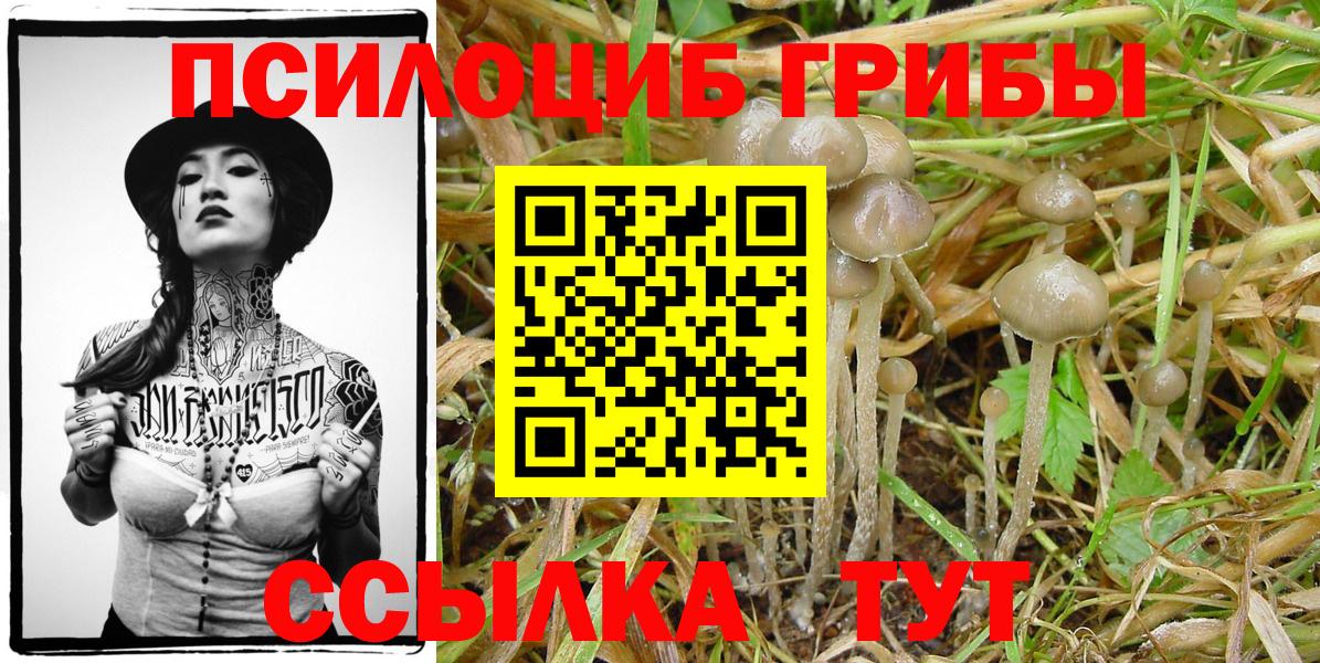 дарнет шоп  Вход с VPN  Димитровград  Псилоцибиновые грибы Cubensis 